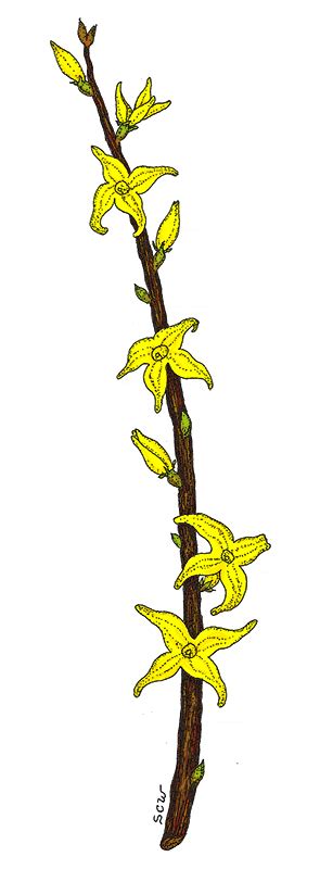 Forsythia Cutters World Of Sugar Art