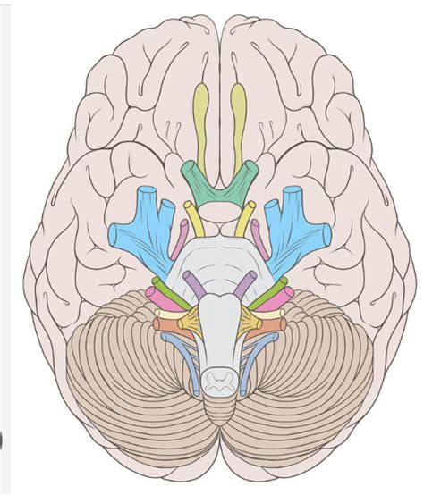 Cranial Nerves Diagram Quizlet