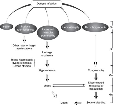 10. The clinical spectrum of dengue hemorrhagic fever. | Download ...