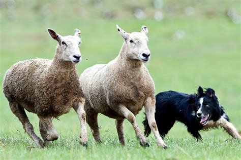 Sheep Dog Ireland The Great Wide Somewhere