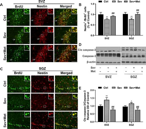 The Proliferative Changes Of Cells In The Svz And Sgz A C