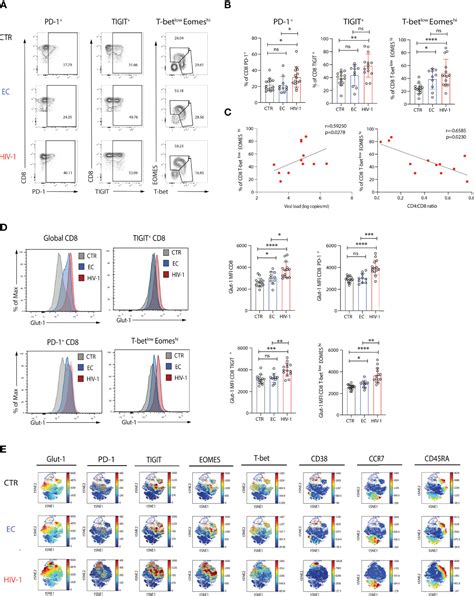 Frontiers Functional Restoration Of Exhausted CD8 T Cells In Chronic