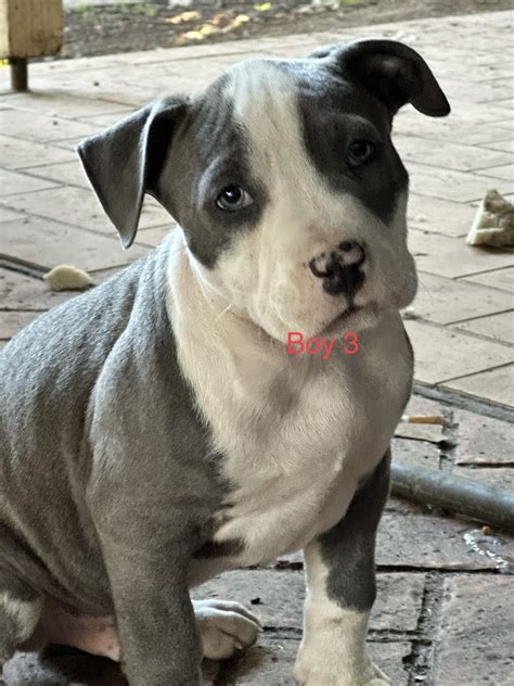 American Staffy Batemans Bay Petsforhomes