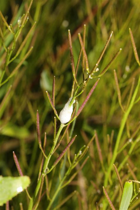 Meadow Spittlebug From Wheatacre Woods Gorsey Lane St Helens