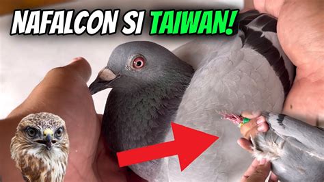 St Toss St Blad Agad Si Taiwan Bird Pa Nadali Sa Ating Kalapati