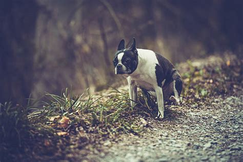 Perro Cagando Banco De Fotos E Imágenes De Stock Istock