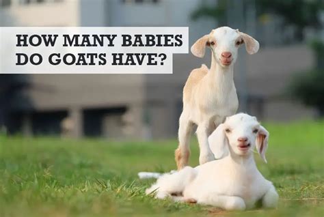 How Many Babies Do Goats Have Per Pregnancy Answer