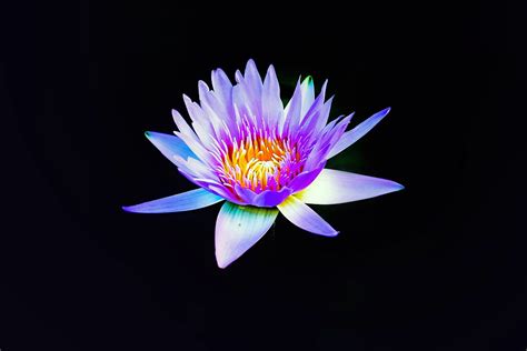 The Blue Lotus Flower Benefits Uses