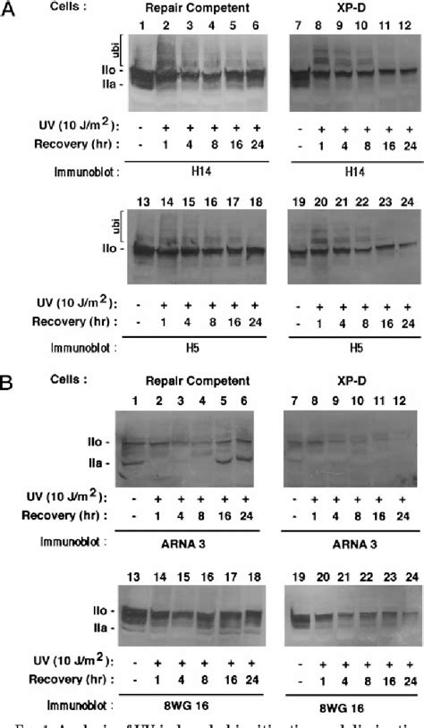 Figure 1 From Ultraviolet Radiation Induced Ubiquitination And