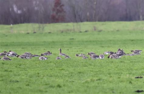 Blässgans Blässgans Anser albifrons c Ronald Becker naturgucker