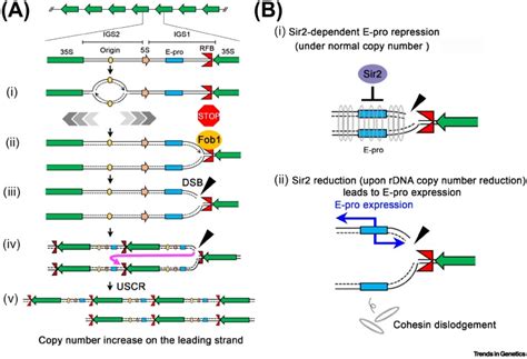 Mechanisms Of RDNA Copy Number Maintenance Trends In Genetics