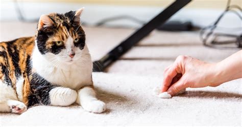 愛猫が吐いた！獣医師に聞く、猫の嘔吐の原因とその対処法とは 犬・猫との幸せな暮らしのためのペット情報サイト「sippo」