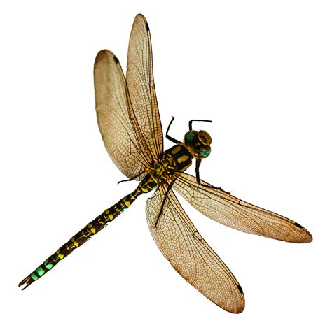 Dragonfly Png