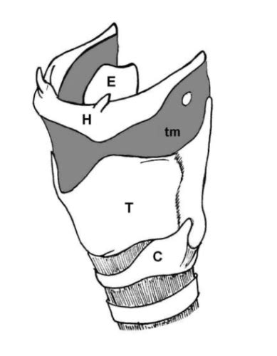 Lecture 5 The Larynx Flashcards Quizlet