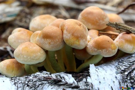 A Clump Of Mushrooms On A Birch Tree Limb Free Image