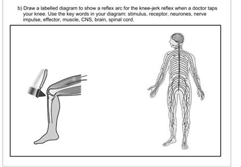 Solved B Draw A Labelled Diagram Showing The Reflex Arc For The Knee