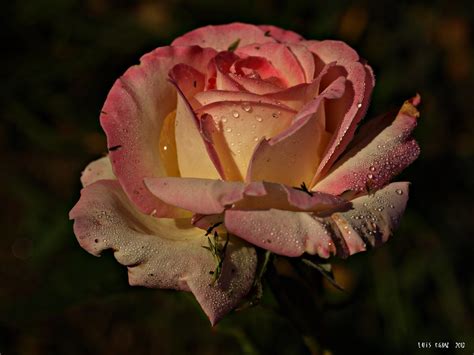 Rosa Parque De Castrelos Vigo Galicia Espa A Luis Feliciano