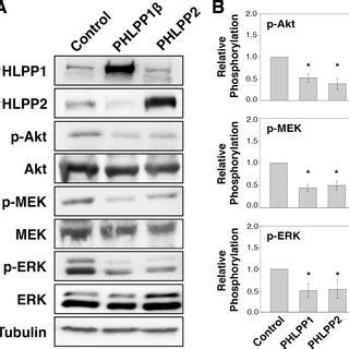 Overexpression Of Phlpp Isoforms Inhibit Pi K Akt And Mek Erk