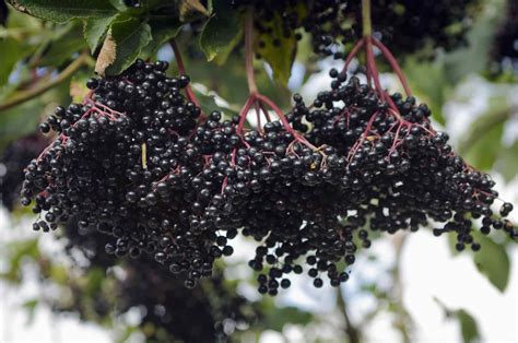 10 Health Benefits Of Elderberry