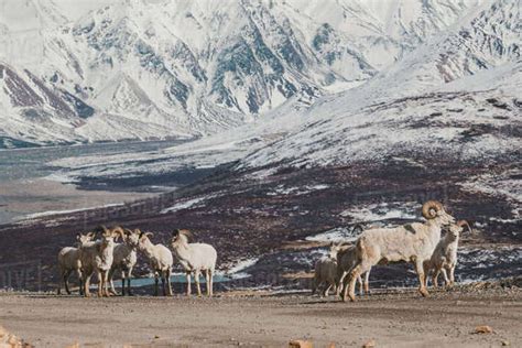 Rams On Snowy Mountain Stock Photo Dissolve