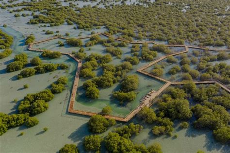 Mangrove Walk Jubail Mangrove Park In Abu Dhabi Experience Abu Dhabi