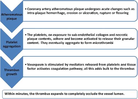 Educational Case Myocardial Infarction Histopathology And Timing Of