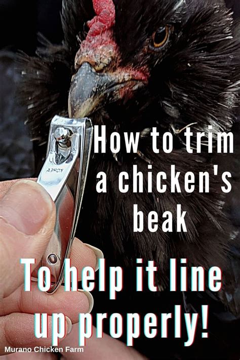 How To Trim A Chicken’s Parrot Beak Artofit