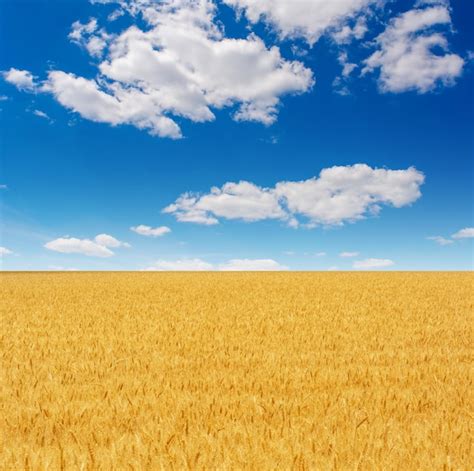 Foto De Hermoso Campo De Trigo Amarillo Con Cielo Azul Y Nubes En