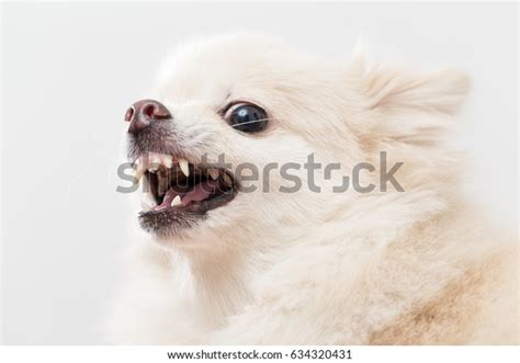 Pomeranian Getting Angry Stock Photo (Edit Now) 634320431