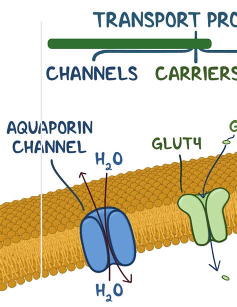 Osmosis Cell Diagram