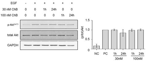 Western Blot