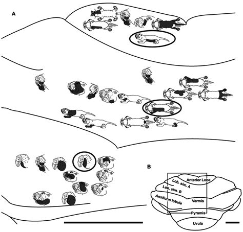 Topography Of The Naked Mole Rat Cerebellum With Electrophysiological