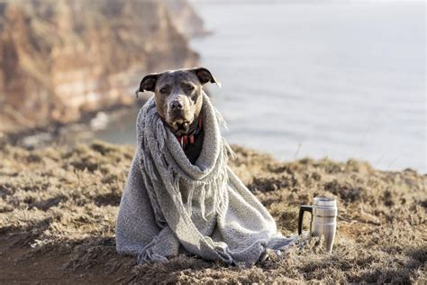 Consejos Para Que Tu Perro No Pase Fr O Wakyma