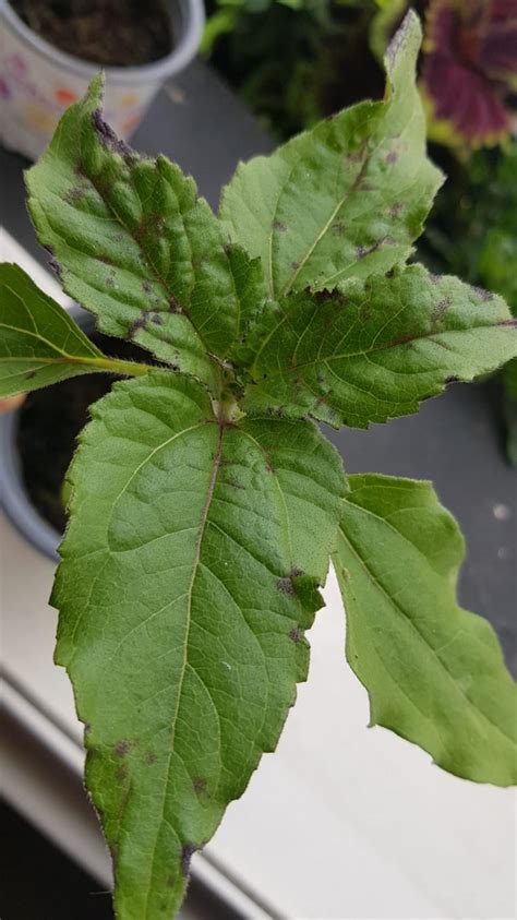 What Are These Black Spots On My Sunflower Seedling Leaves — Bbc Gardeners World Magazine