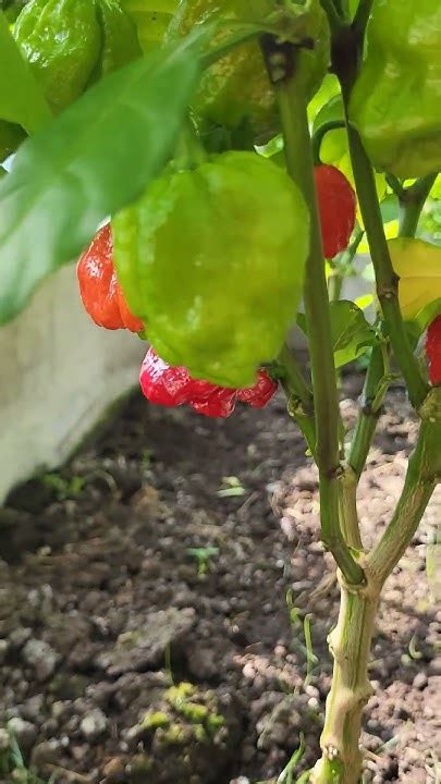 САМЫЙ ОСТРЫЙ ПЕРЕЦ КАРОЛИНА РИПЕР. #каролинскийжнец #carolinareaper # ...