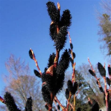 Black Pussy Willow Starter Plant Salix Gracilistyla Melanostachys EBay
