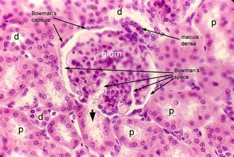 Bowmans Capsule Histology