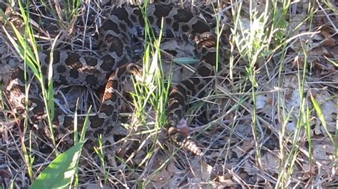 Michigan Rattle Snake Eastern Massasauga Rattlesnake Youtube