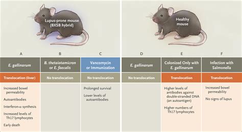 The Microbiome And Systemic Lupus Erythematosus Nejm