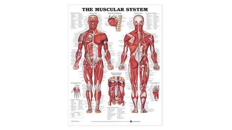 Anatomical Wall Charts