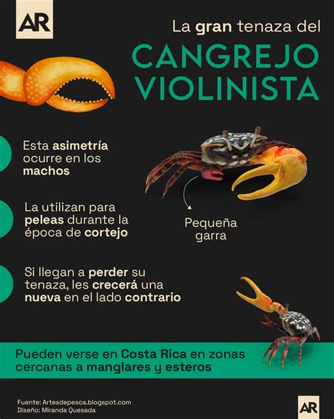 La Gran Tenaza Del Cangrejo Violinista