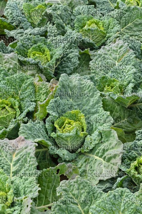 Bilder Brassica Oleracea Var Sabauda Famosa Bilder Von Pflanzen