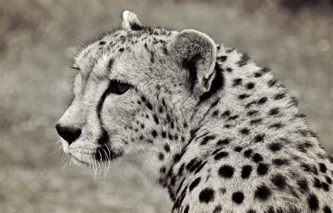 30+ Beautiful Cheetah Photos · Pexels · Free Stock Photos