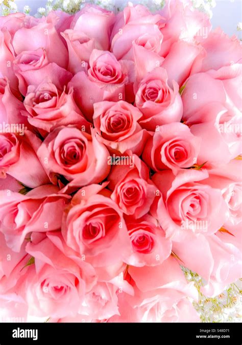 Bundle of Pink Roses, a symbol of appreciation Stock Photo - Alamy