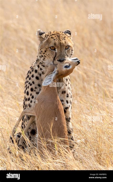 Cheetah with impala kill Stock Photo - Alamy