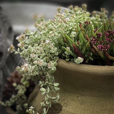 Crassula Pellucida Petite Bicolor Avant Gardens