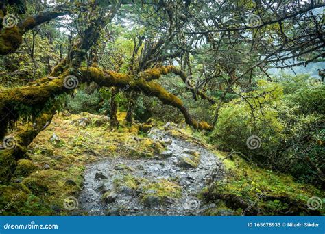 Beautiful Forest Sikkim India Stock Image Image Of Jungle