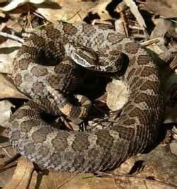 Massasauga Rattlesnake - Snake Facts