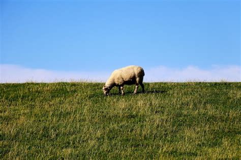 Premium Photo Adult Sheep Grazing In Green Pastures With Sky Background