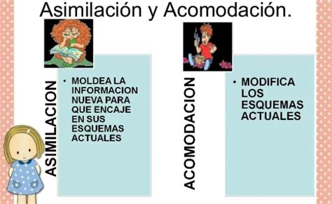 Jean Piaget Etapas Del Desarrolo La Asimilacion Y La Acomodacion Otosection